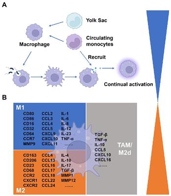 Bacteria and macrophages in the tumor microenvironment